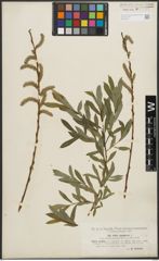 Foto von Salix purpurea L.